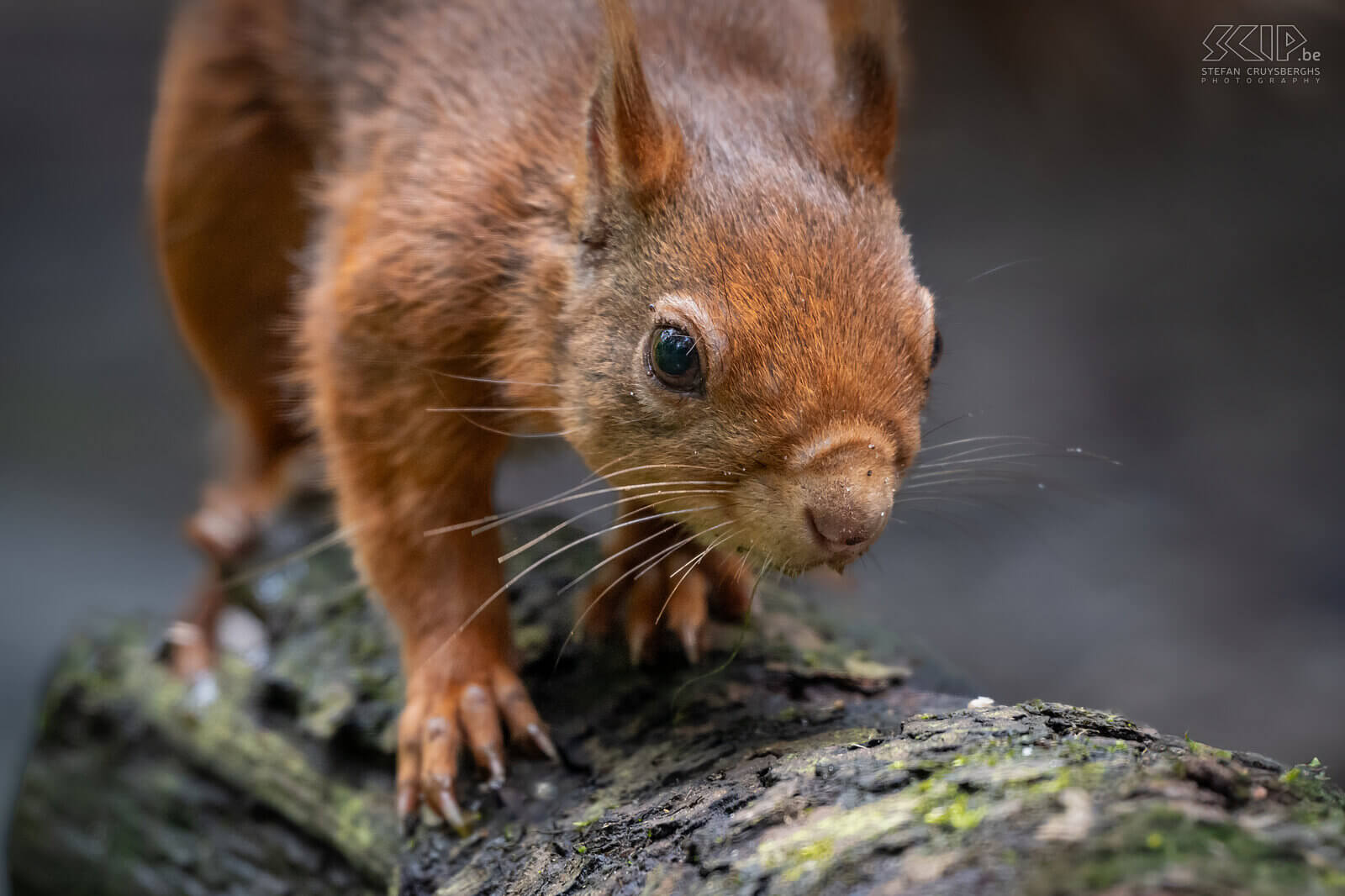 Squirrel What a fun day to photograph these cute, energetic and very agile squirrels. Red squirrels (Sciurus vulgaris) are omnivores and have a varied diet consisting of nuts, seeds, berries, fungi, and sometimes insects and bird eggs. One of the adult squirrels still had beautiful ear tufts. Stefan Cruysberghs